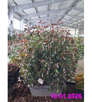 Photinia fraseri 'Red Robin' C 80 L